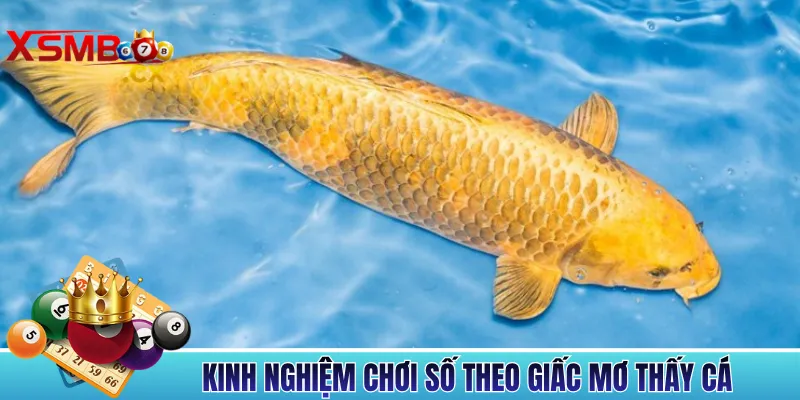 Kinh Nghiệm Chơi Số Theo Giấc Mơ Thấy Cá